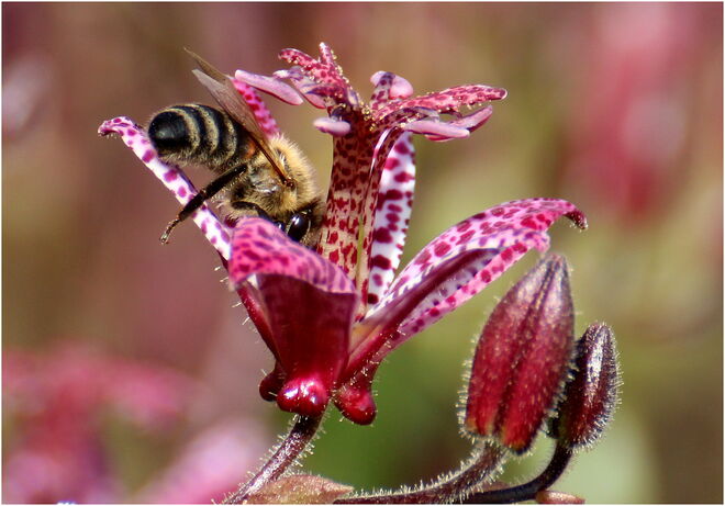 * ein Bad in der Krötenlilie *