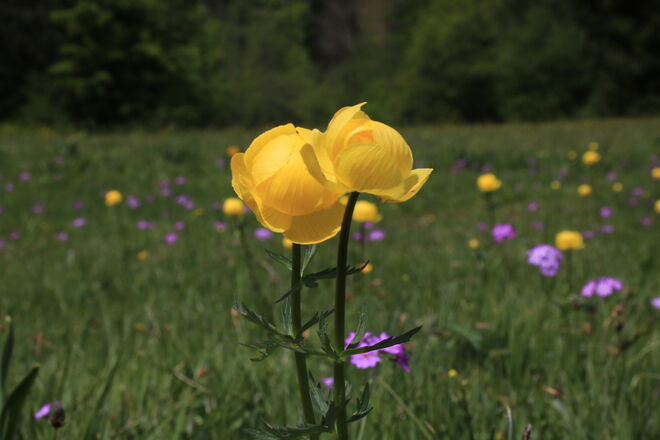 Trollblumen pünktlich zum Muttertag