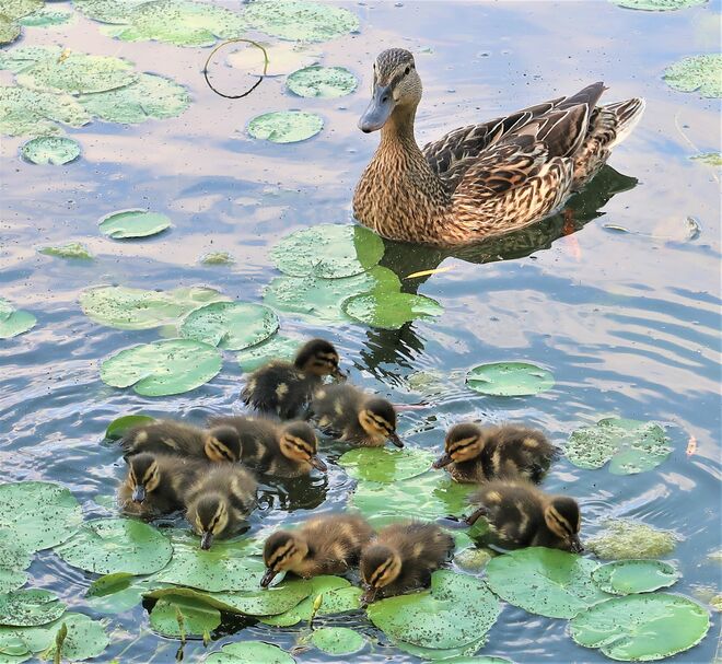 10 auf einen Streich