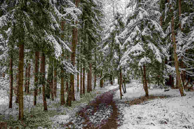 Winterwald...