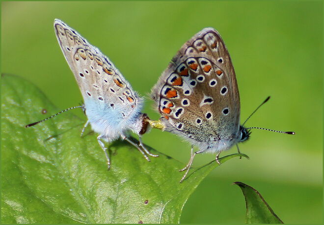 * erfolgreiche Liebelei *