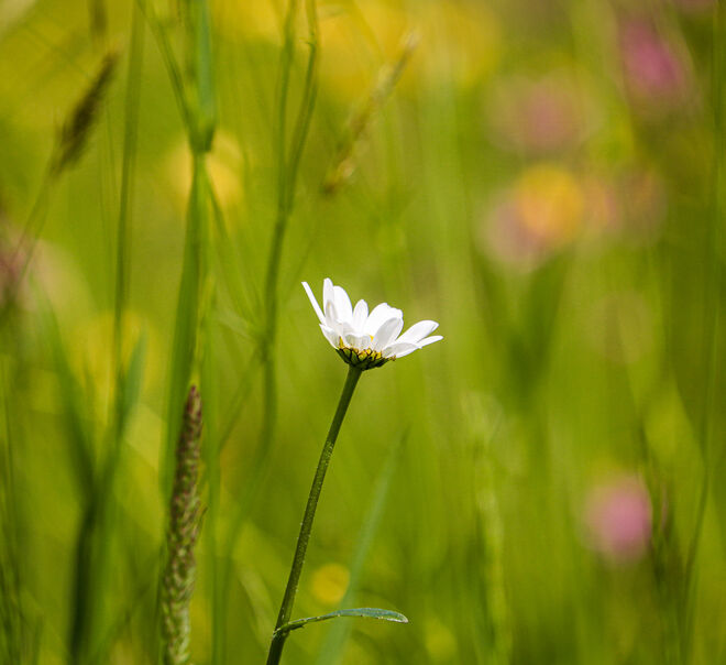 Eine kleine Schönheit