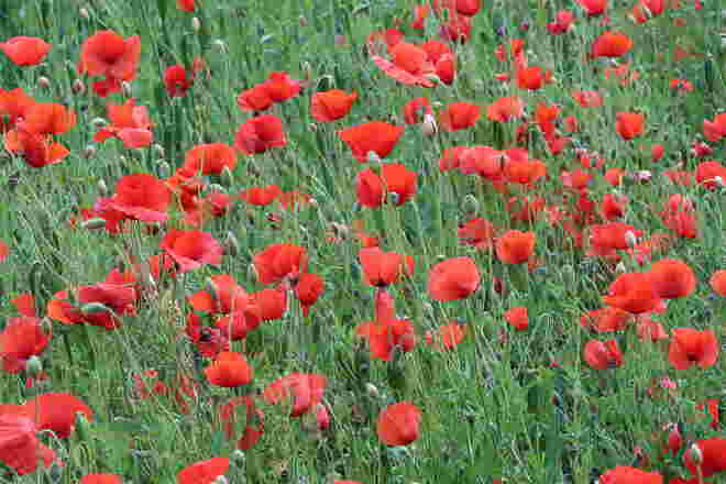 Parkspaziergang