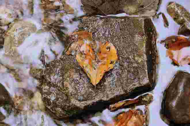 Herbstliches Herzblatt