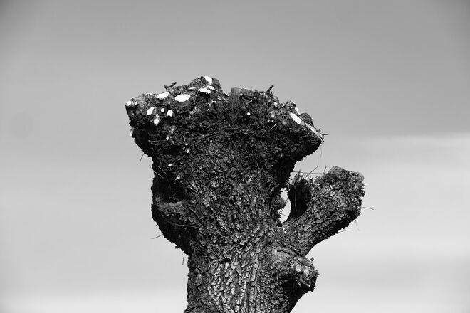 Kopfweide am almkanal