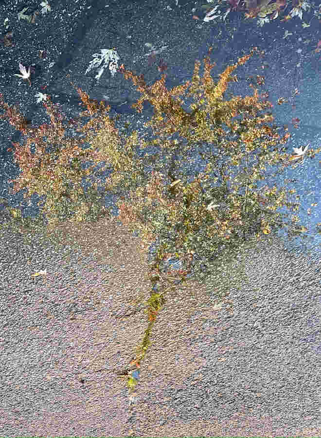 Der Herbst ist gekommen, die Blätter fallen ab