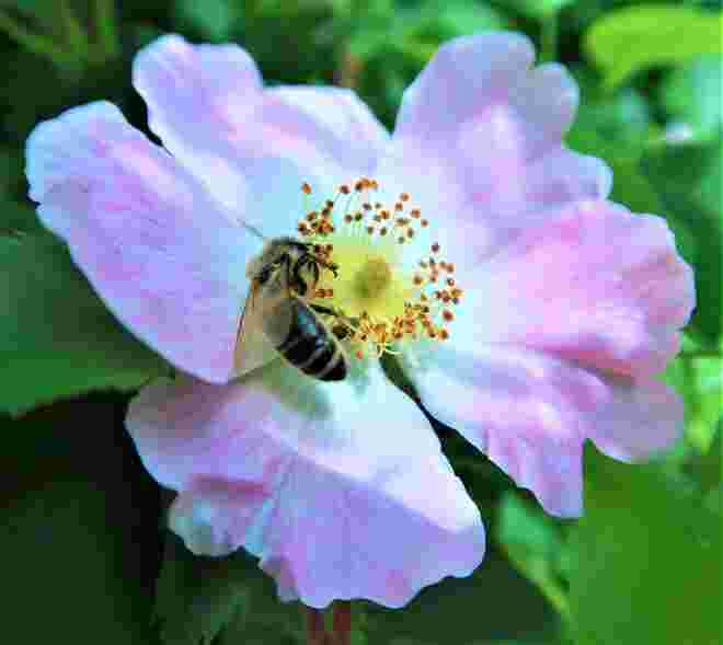 von Blüte zu Blüte