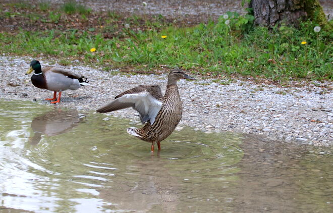 In der kleinsten Pfütze macht es Spaß