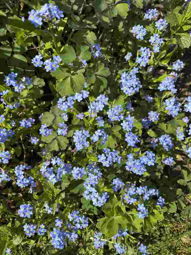 Kleine Blüten kommen groß heraus