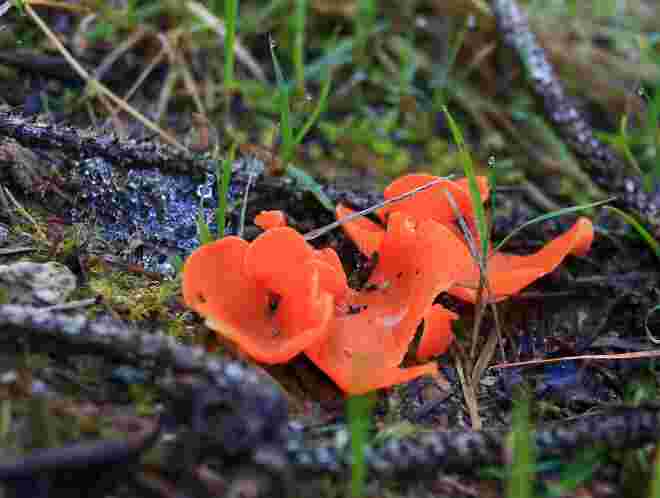 Orangebecherling
