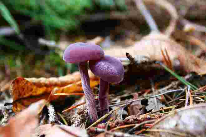 Violetter Lacktrichterling