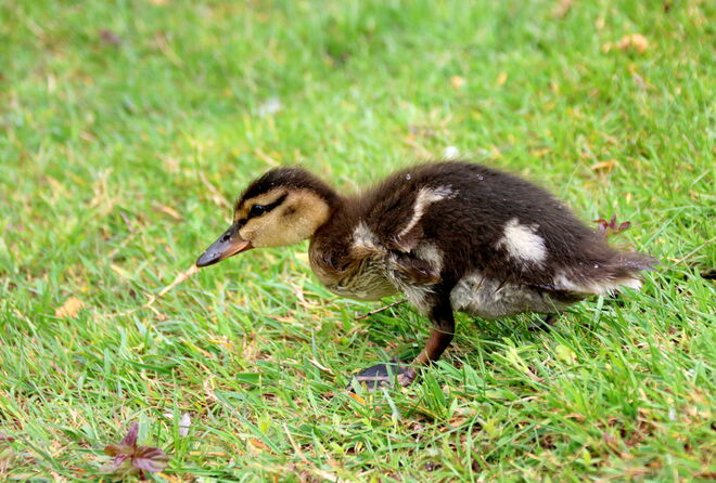 Vorsicht kleines Entenküken, auf der Wiese geht es bergab....