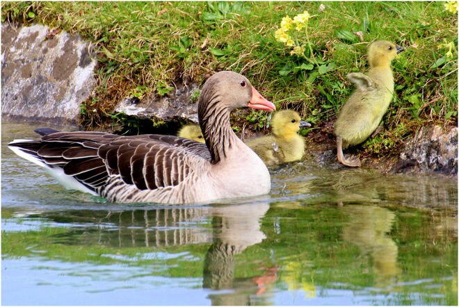 * ich pflück mir eine Schlüsselblume *