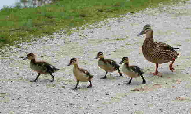 Jungenten-Gleichschritt