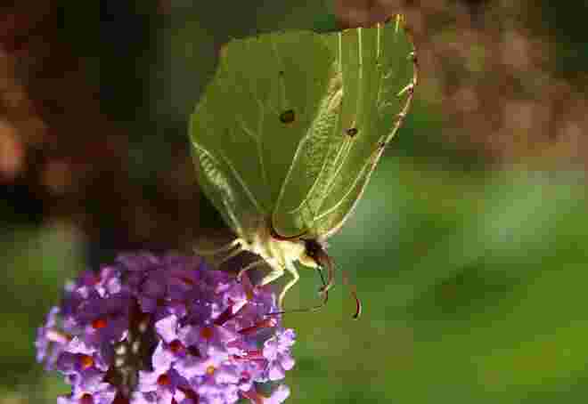 Zitronenfalter auf der ausgewilderten Buddleja