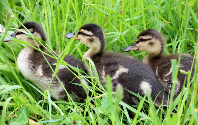 Drängeln in der Wiese