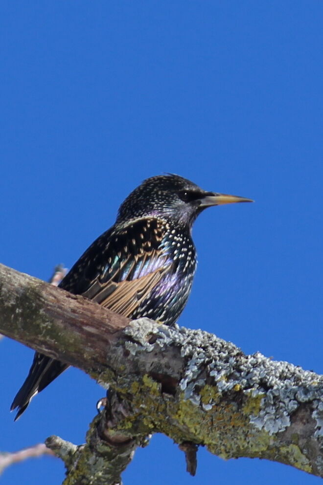 Die ersten Stare sind angekommen
