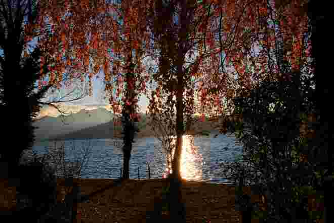 Sonnenrotes Birkenlaub