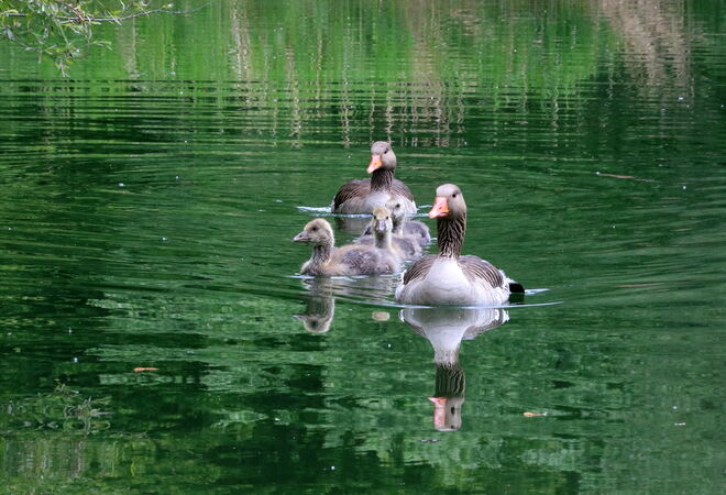 Graugansfamilie kommt angeschwommen