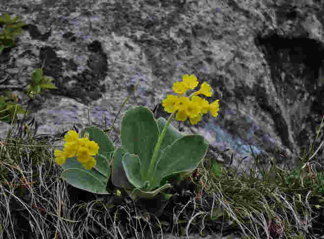 An steiler Felsenwand