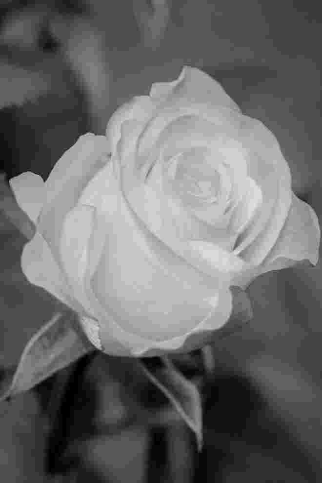 Zeit für Rosen...