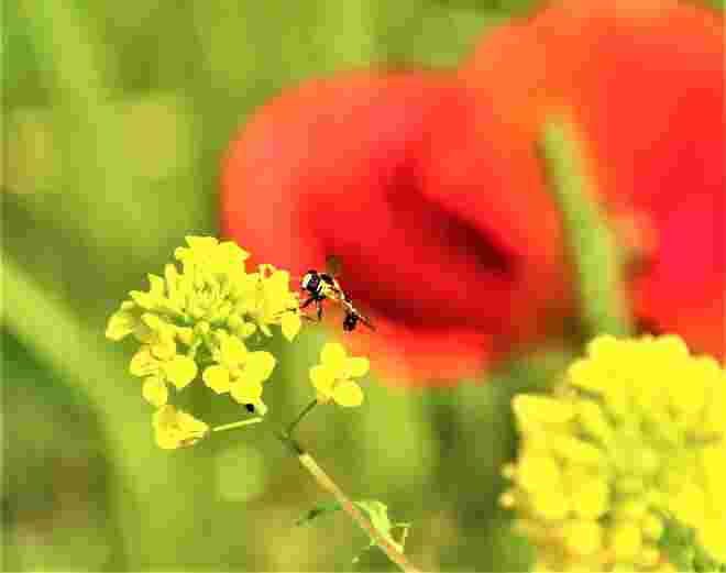 Wiesenfoto