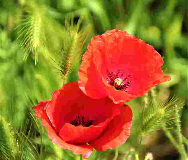 Mohnblumen