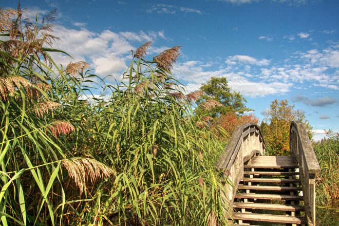 Spätsommer im Obertrumer Naturschutzgebiet 