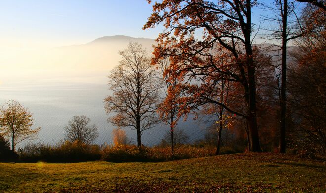 Novembersonne in den Bäumen