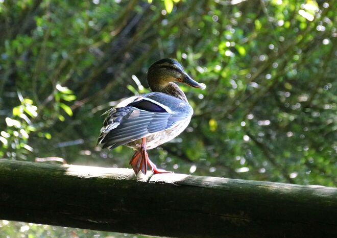 Grazie ist genetisch...