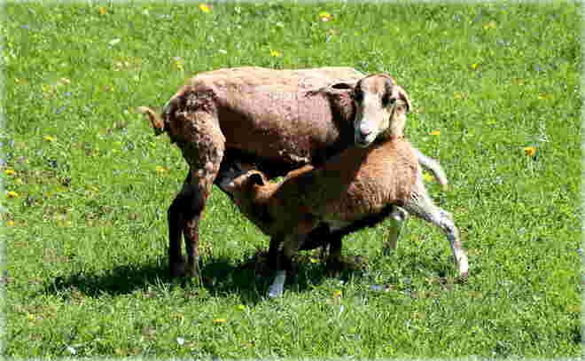 Hungrig