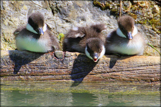 * ich springe zuerst *