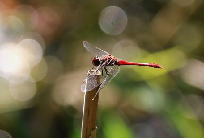 Heidelibelle am Schilfrohr