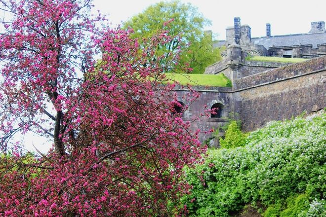 Blüten und alte Mauern