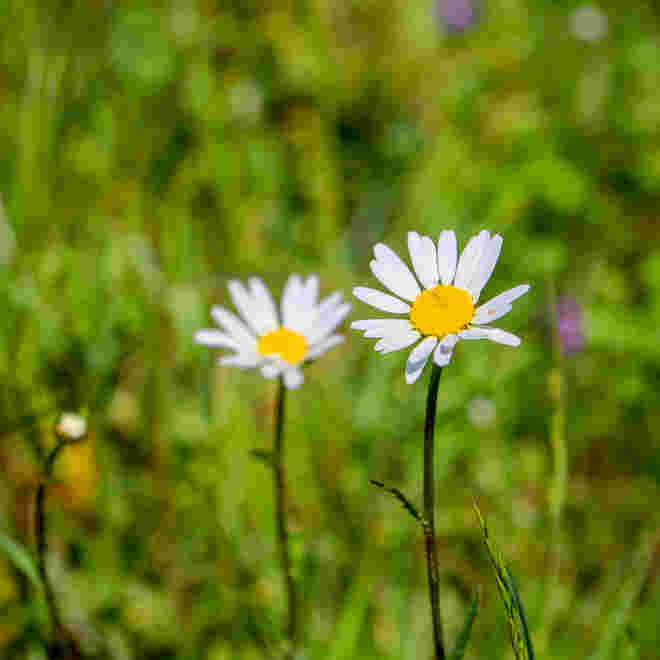 Wilde Margeriten 