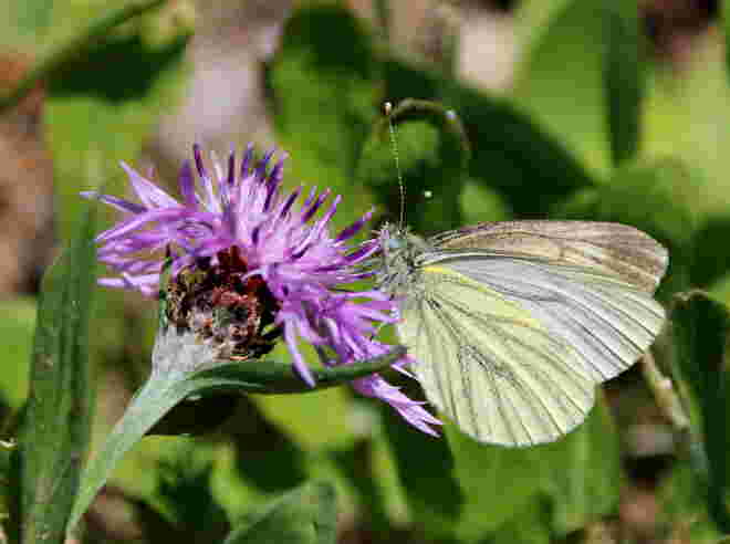 Weißling auf der Flockenblume