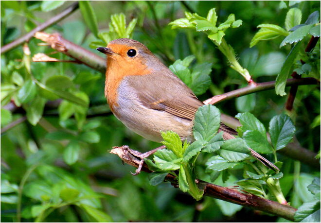 * windgeschützt  im Gebüsch *