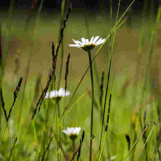 Wilde Margeriten 