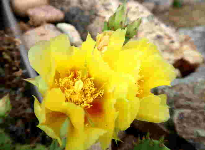 Gelbe Kakteenblüten 