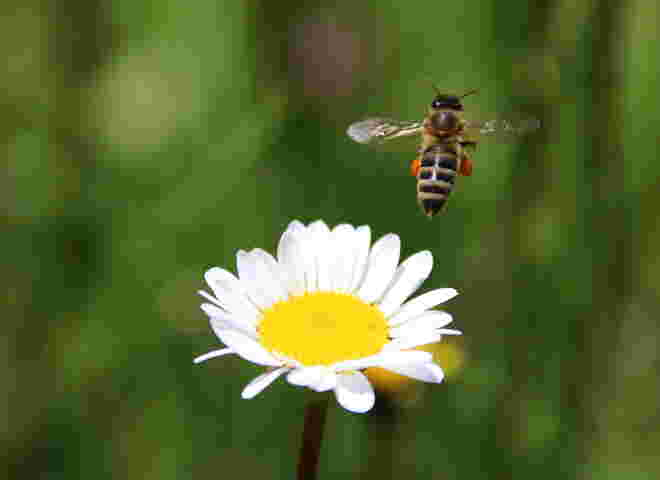 Tschüss Margerite
