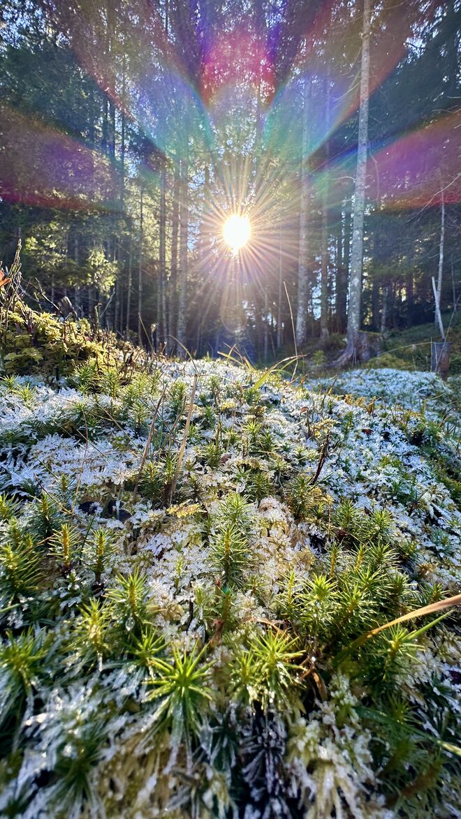 Glitzerfrost & Sonne