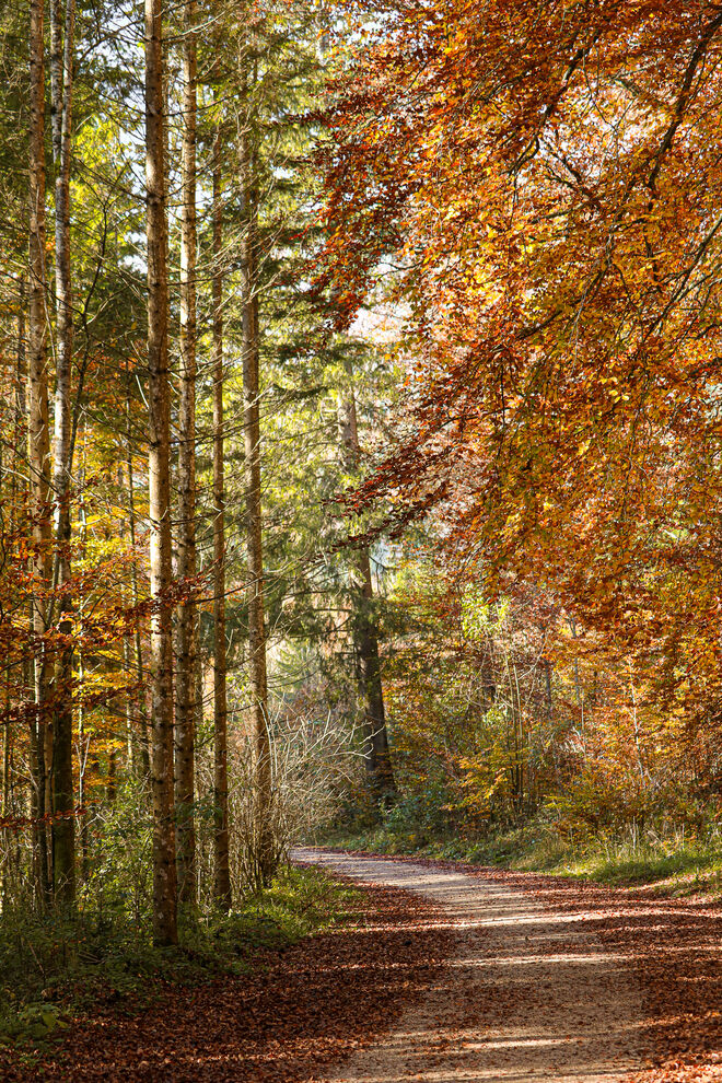 Es macht Spaß, durch das Herbstlaub zu wandern...