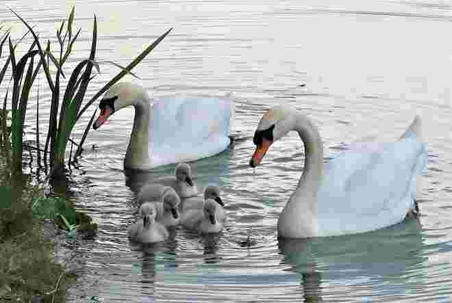 Familie Schwan komplett