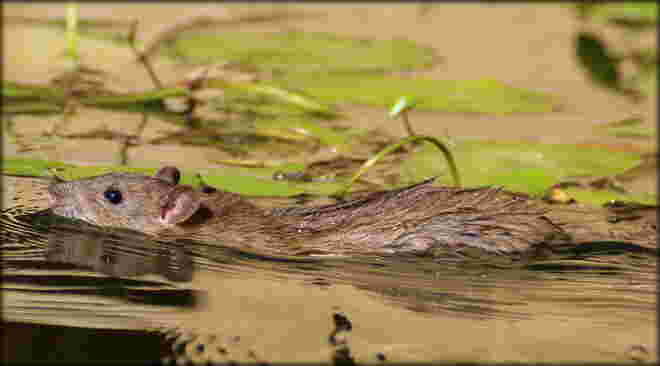 * eine Runde schwimmen *