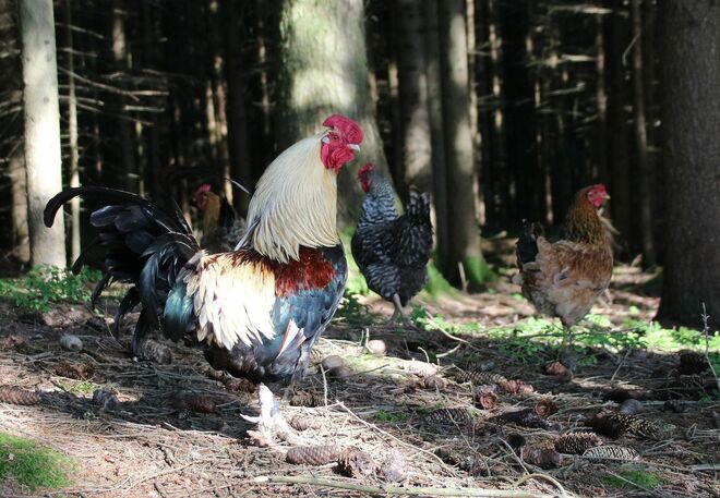 Glückliche Hühner im Wald....