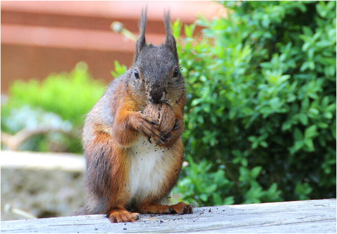*frisch ausgegraben, zum Glück hab ich noch Wintervorräte ;) *