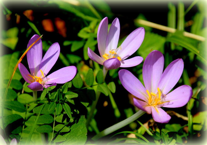 die Herbstzeitlosen blühen