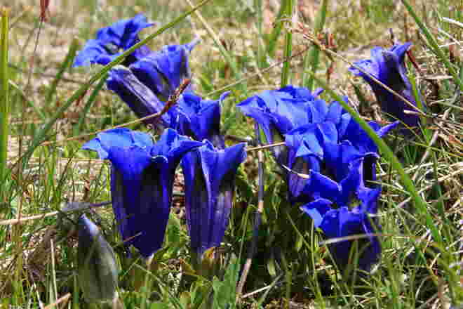 Enzianleuchten