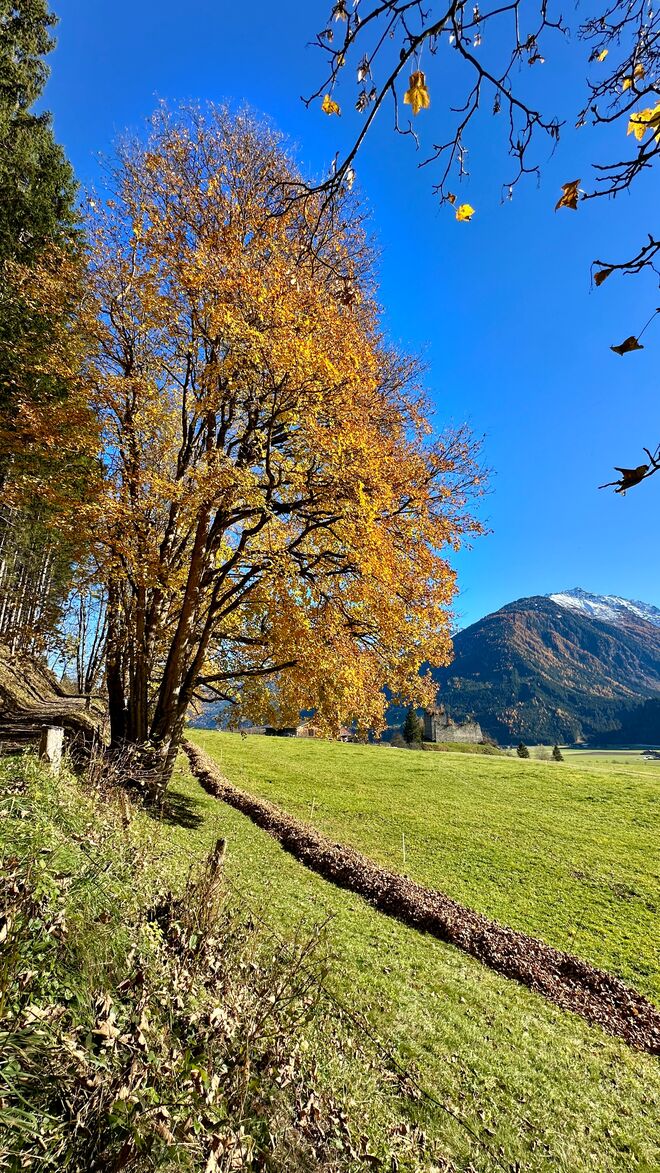 de letzten  bunten Blätter