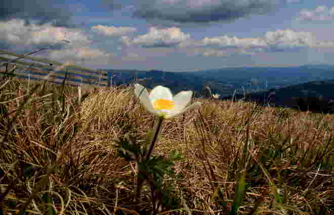 Alpenkuhschelle